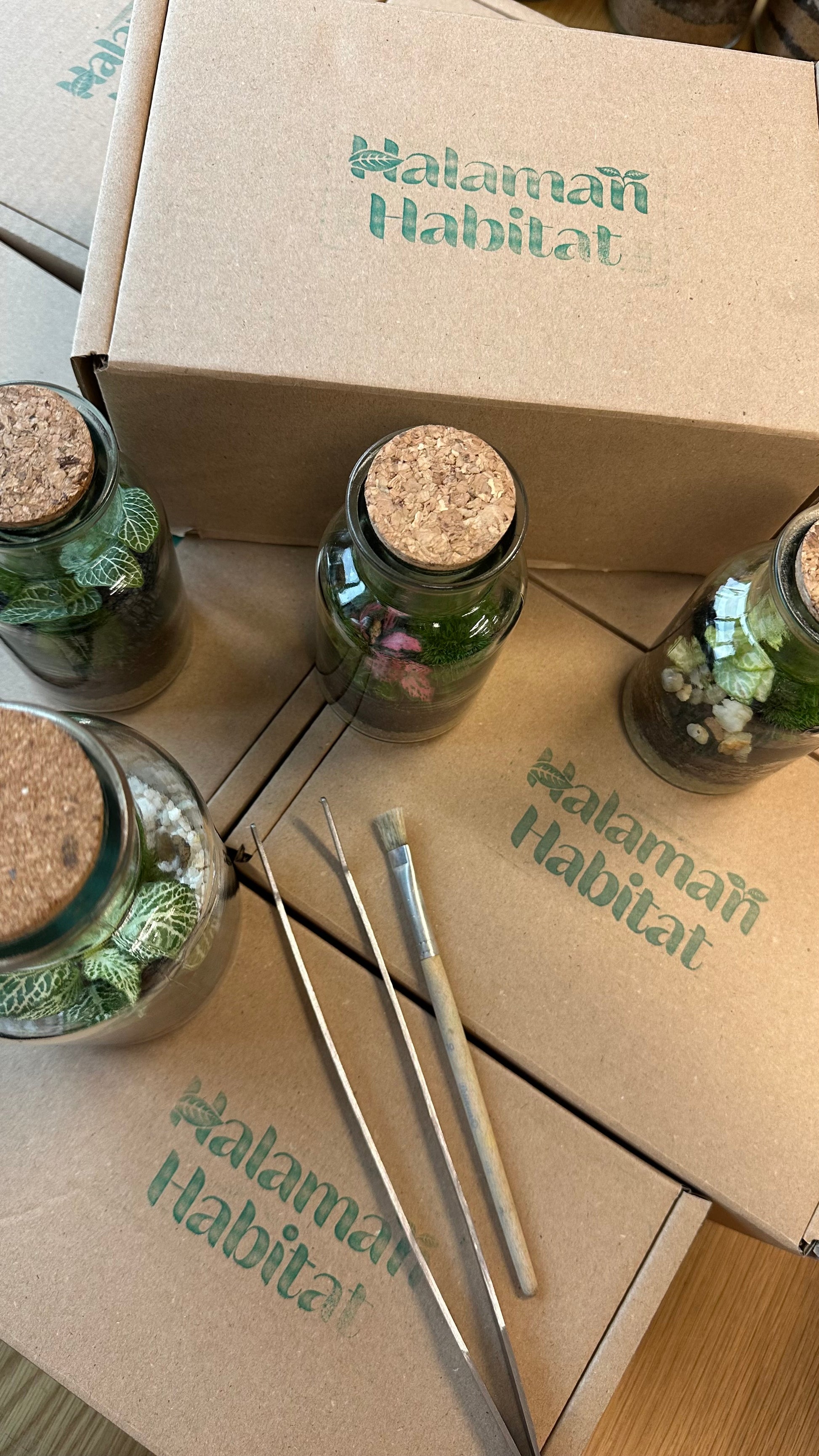 DIY Terrarium Set - Anne