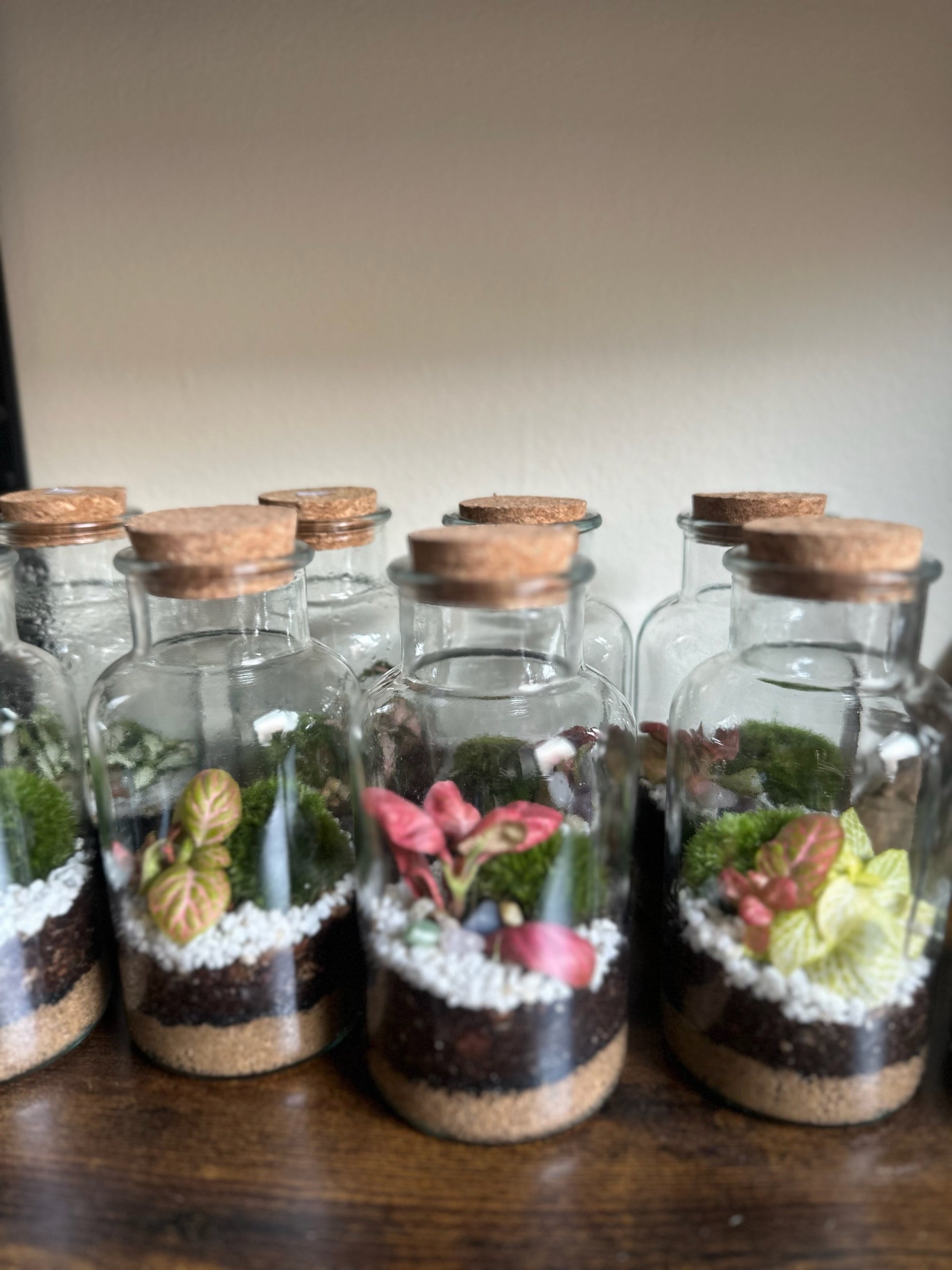 DIY Terrarium Set - Anne