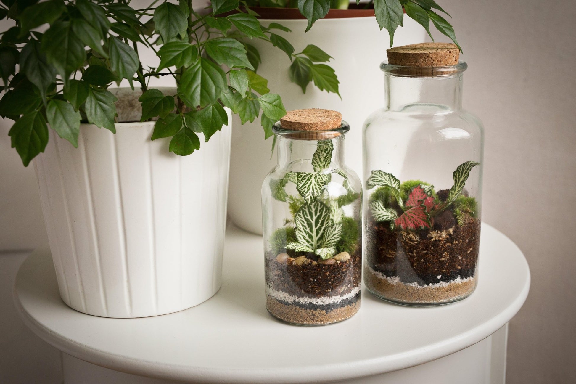 Size comparison between Kyla Terrarium (small one on the left) and Anne Terrarium (big one on the right)