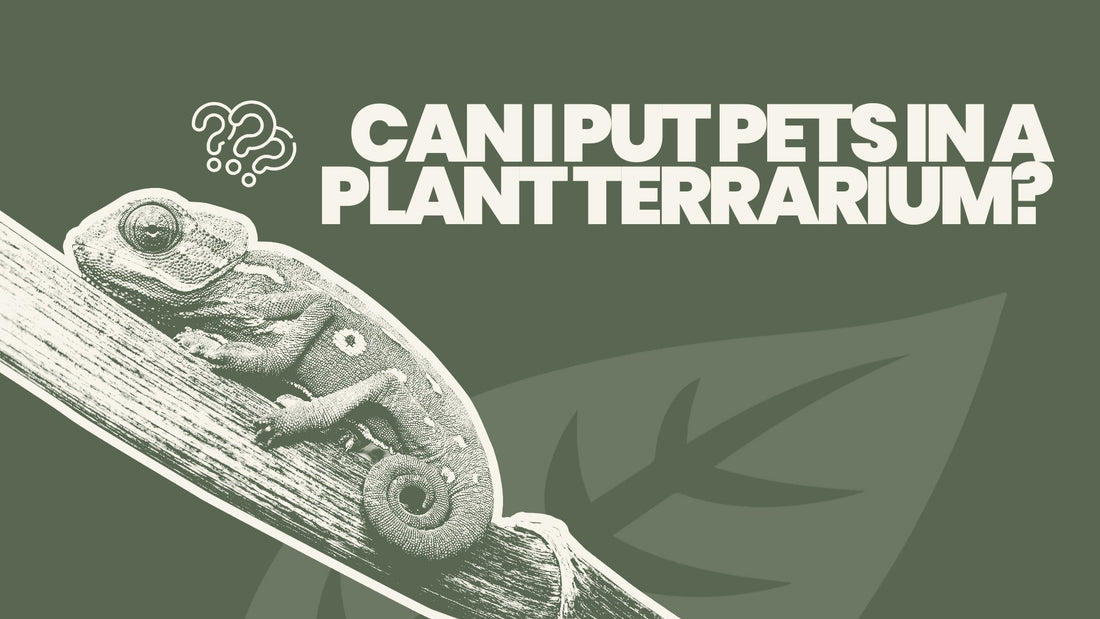 Can I Put Pets in a Plant Terrarium?