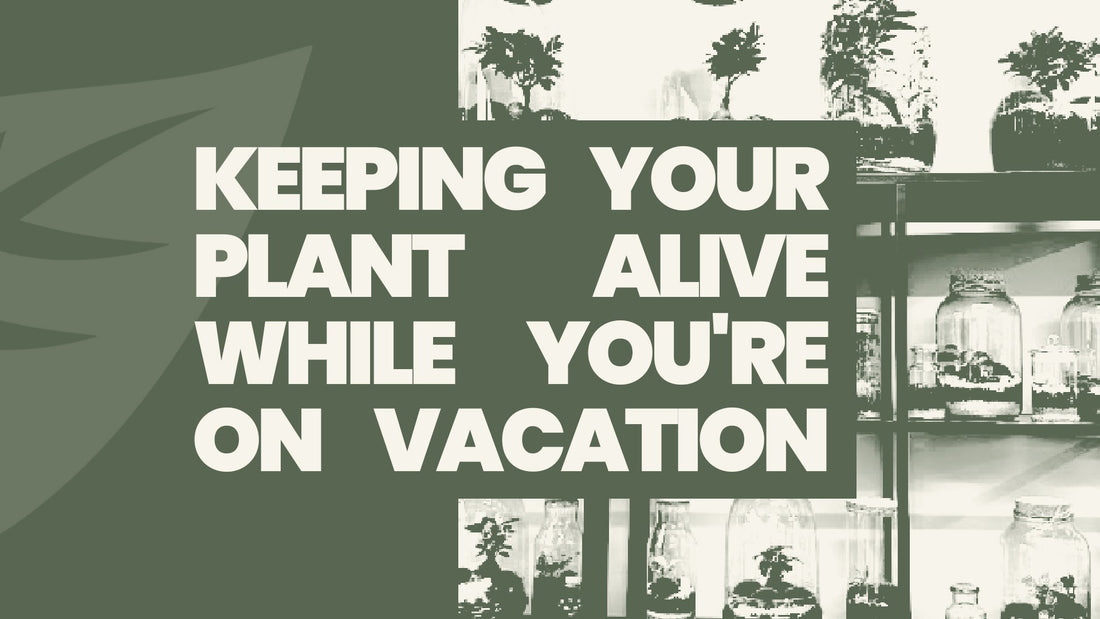 Keeping Your Plant Alive While You're on Vacation