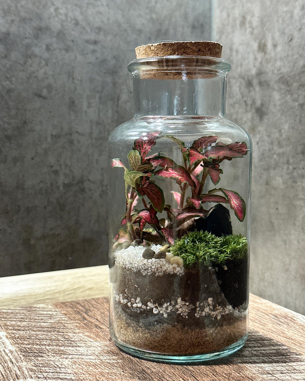 terrarium plant set DIY Terrarium Set