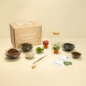DIY Terrarium Set - Mauricio