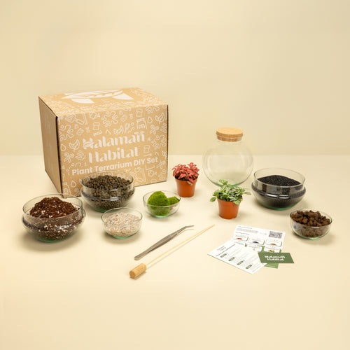 DIY Terrarium Set - Mauricio