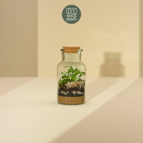 DIY Terrarium Set - Kyla