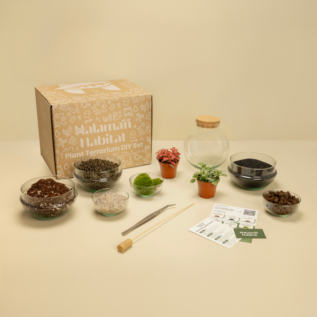 DIY Terrarium Set - Mauricio