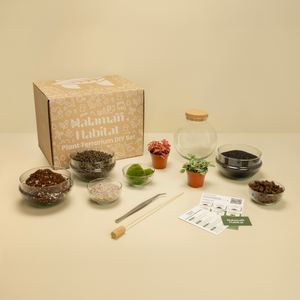 DIY Terrarium Set - Mauricio