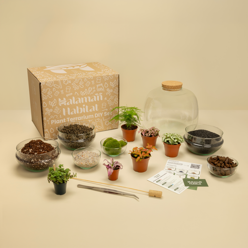 DIY Terrarium Set - Dasha